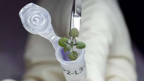 Plant samples grown in moon soil