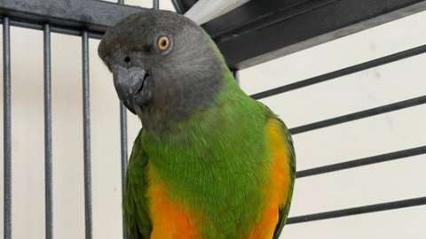Charlie the Senegal Parrot