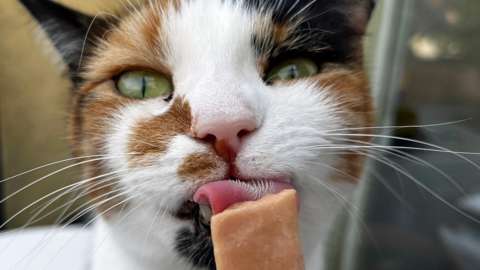 Rebecca Furlong's cat Sylvia keeps cool with a frozen yoghurt treat.