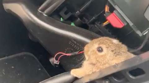 The baby bunny was spotted peeking from behind a dash board