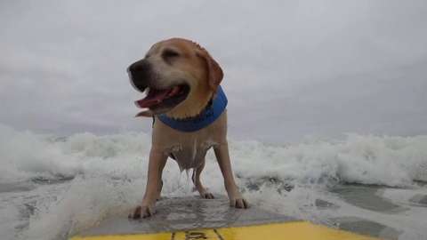 surfing dog
