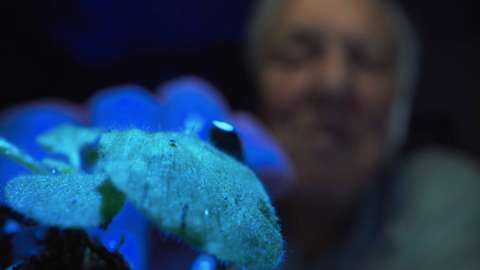 David Attenborough with tobacco plant