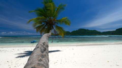 A palm tree on a beach in Seychelles