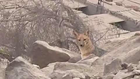Fox bought as a dog roams Lima residential area in Peru