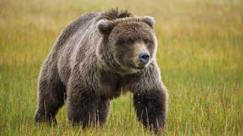 Stock image of Coastal brown bear, also known as Grizzly Bear, Ursus Arcos, South Central Alaska