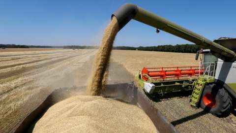 Grain harvest in Ukraine
