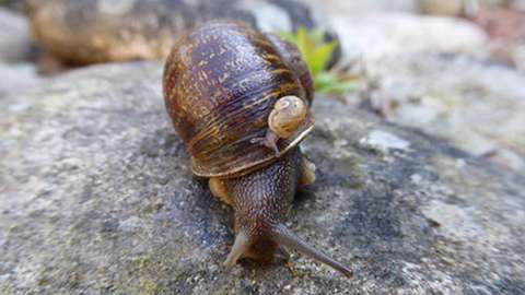 Jeremy the lefty snail and one of his babies