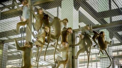 File picture of cynomolgus macaques (long-tail macaques) at the National Primate Research Centre of Thailand