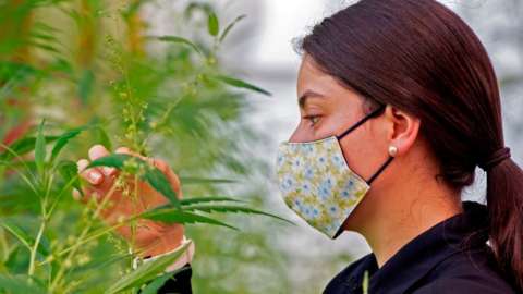 An agronomist of the Tissue Culture Laboratory of Los Diamantes Experimental Station of the Costa Rican Ministry of Agriculture, touches a plant at a cannabis plantation for medicinal use in Guapiles, Costa Rica, on December 4, 2020.