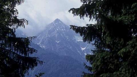Spruce trees and mountain (Image: Dr Marry Gillham Archive/Flickr)