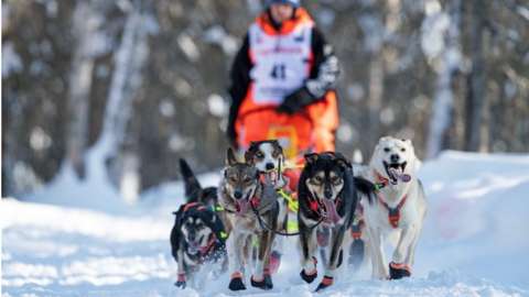 Dogs race in the 2021 Iditarod in Alaska