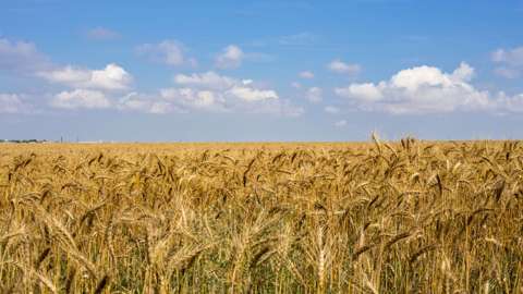 Ukraine wheat field