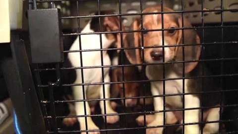 Beagle puppies in a cage