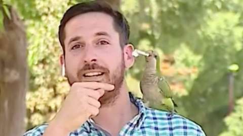 A parrot pulling an earphone from a reporter's ear