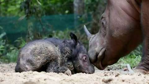 Rhino calf sat next to mother