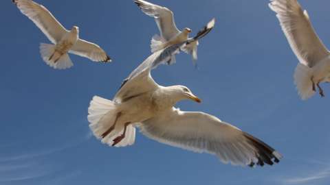 A flock of gulls