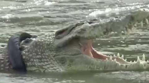 Wild crocodile with a tyre stuck around its neck