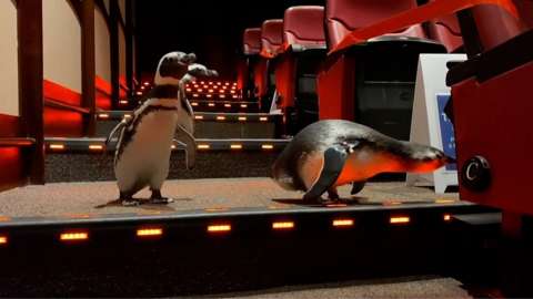 Penguins in the cinema