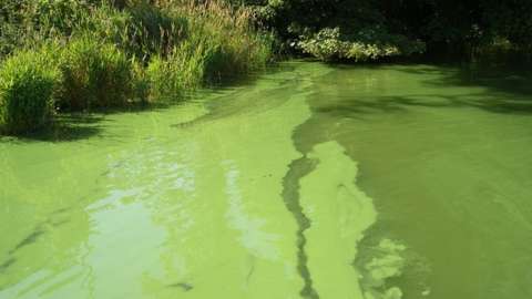 Algal blooms may be green, blue-green or greenish brown