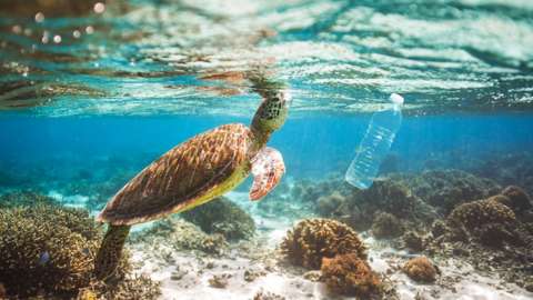 Turtle in sea with bottle
