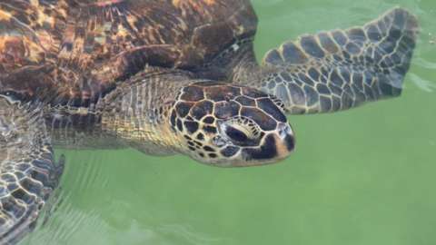 Green sea turtle, Zanzibar Island
