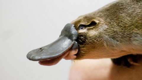 Baby duck-billed platypus