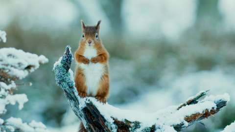 A red squirrel on a snowy branch