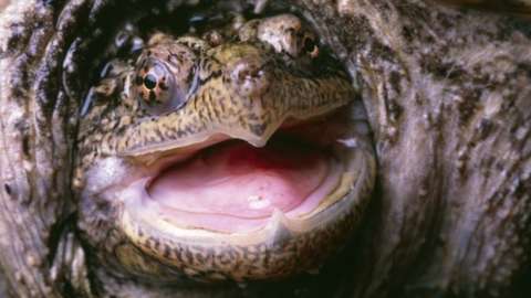 Snapping turtle, file image