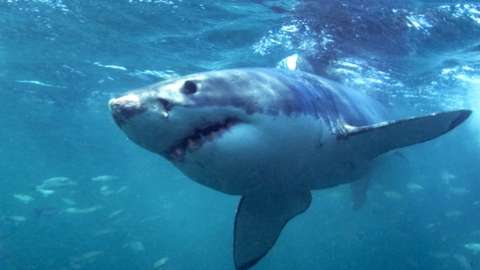 File picture of a great white shark