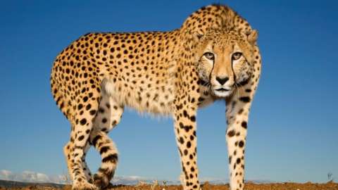 Cheetah at Zimanga Zululand