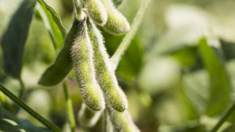 Green soybeans on the vine