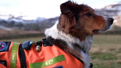 Kez, a mountain search dog