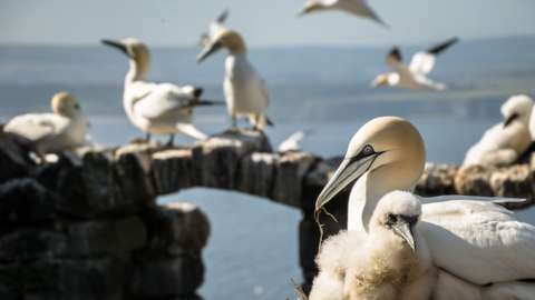 Bass Rock gannets