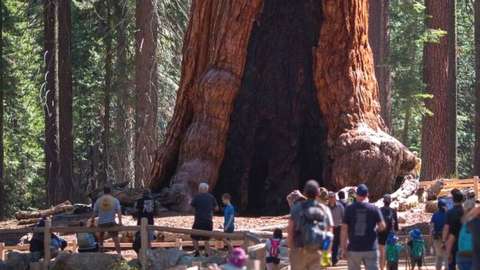 Tourists look at the Grizzly Giant sequoia