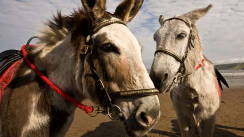 Donkeys on Scarborough beach