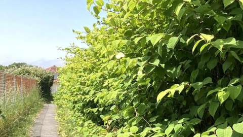 Japanese knotweed crowds the footpath leading to Heol Goffa, Llanelli