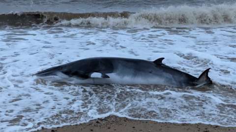 The minke whale calf washed up at Gorleston, Norfolk