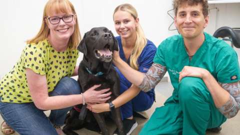 Dog with owner, vet and veterinary nurse