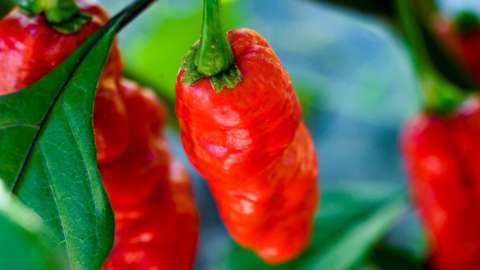 The Carolina Reaper - the hottest chilli pepper in the world