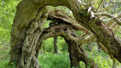 The portal tree