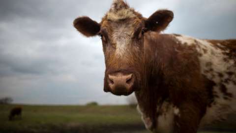 A cow in Nebraska