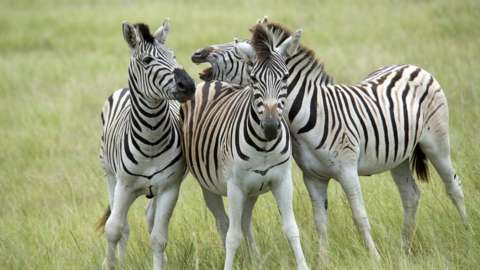 Three zebras pictured in South Africa
