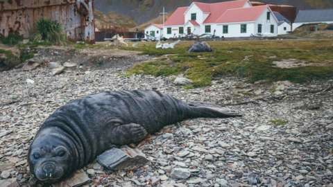An elephant seal pup in front of the South Georgia Museum in Gryvitken