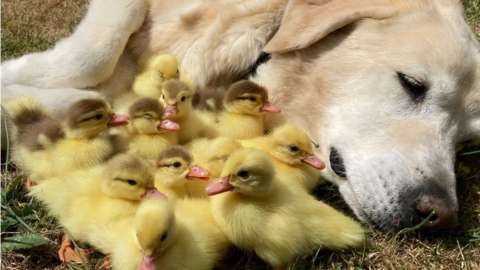 Fred the Labrador with his brood of 15 fostered ducklings