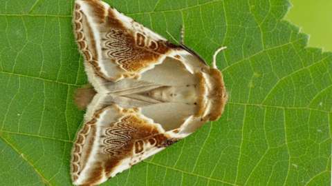 Buff Arches moth