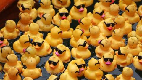 photograph shows a close up of lots of ducks floating in the chicago river with sunglasses on looking a bit grubby after their dip in the water