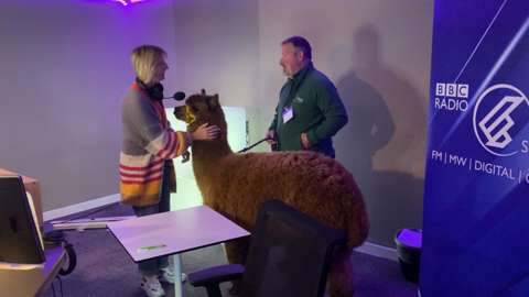 Two-year-old Annie the alpaca joined Mornings with Kaye Adams for a chat on air.