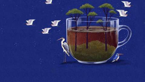 An illustration of a mug of tea, with trees growing in it and birds flying around