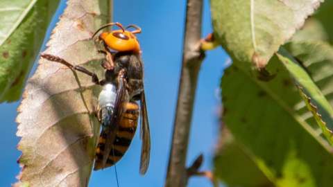 Asian giant hornets are not native to the Pacific North-West and kill honeybees