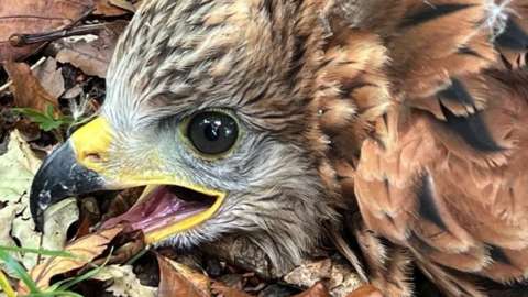 Red kite chick close up
